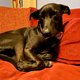 Joe, a dog of taste and discernment who loves his bow tie and prefers to go pantsless